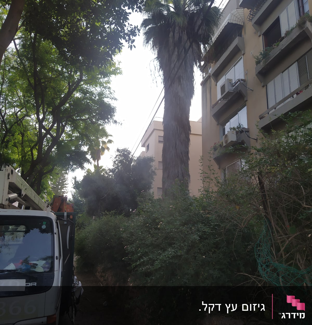 שיחים ירוקים ליד בניין מגורים